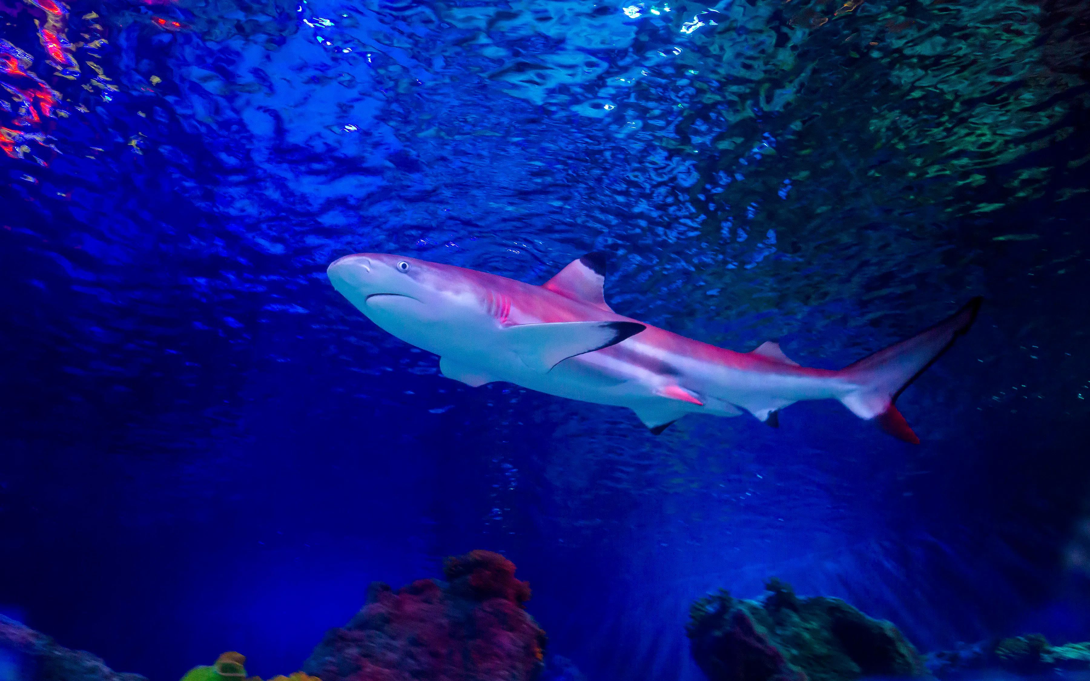 SEA LIFE Loch Lomond Anytime Entry Ticket — main image