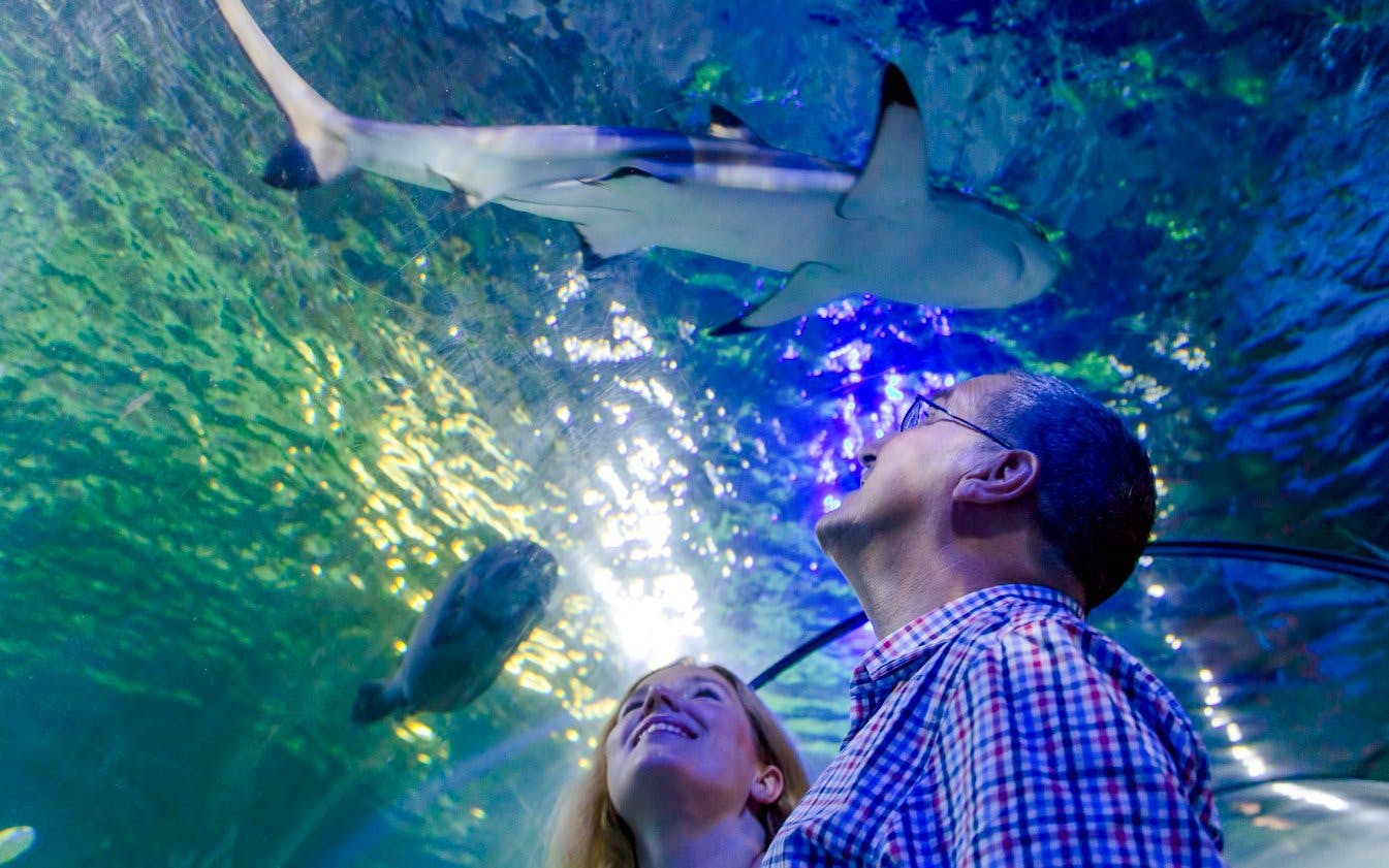 SEA LIFE Loch Lomond Standard Admission — main image