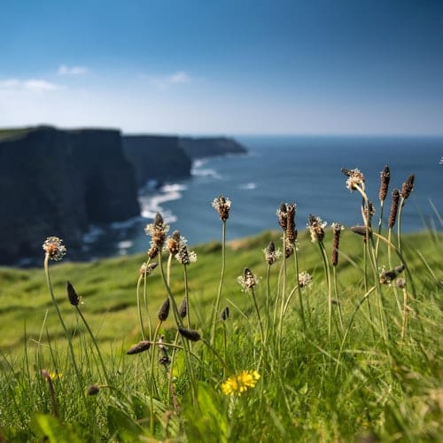 Galway to Cliffs of Moher Bus: Half-Day Express Tour — portrait