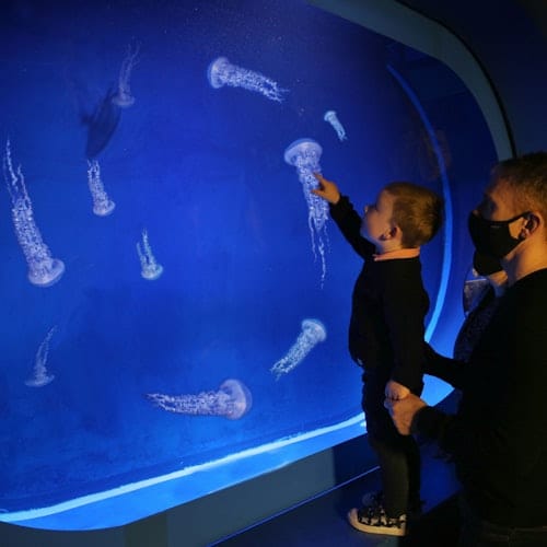 SEA LIFE Manchester: Entry Ticket — gallery 2