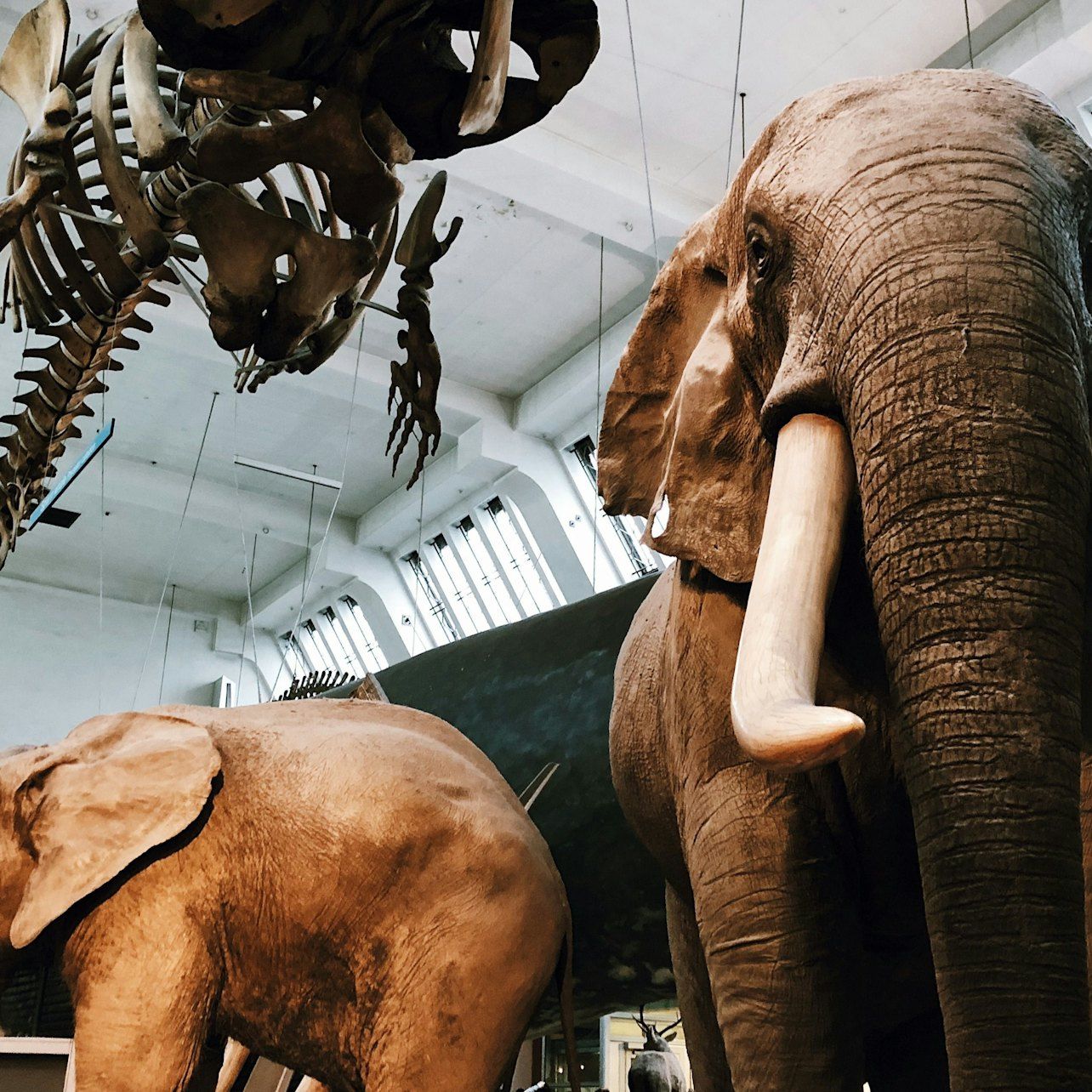 Natural History Museum London: Semi-Private Guided Tour — gallery 2