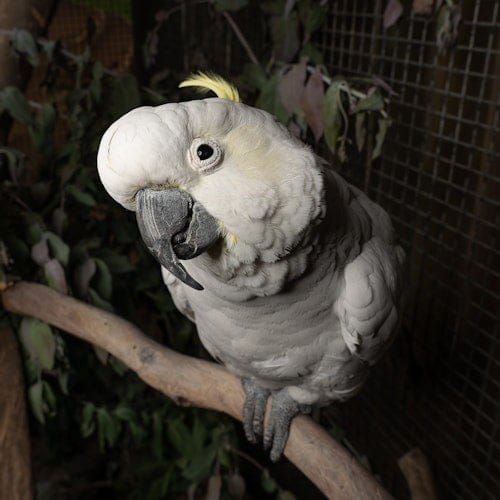 Bonorong Night Tour — gallery 4
