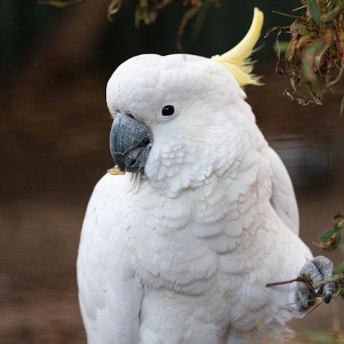 Bonorong Wildlife Sanctuary: Entry Ticket — gallery 1