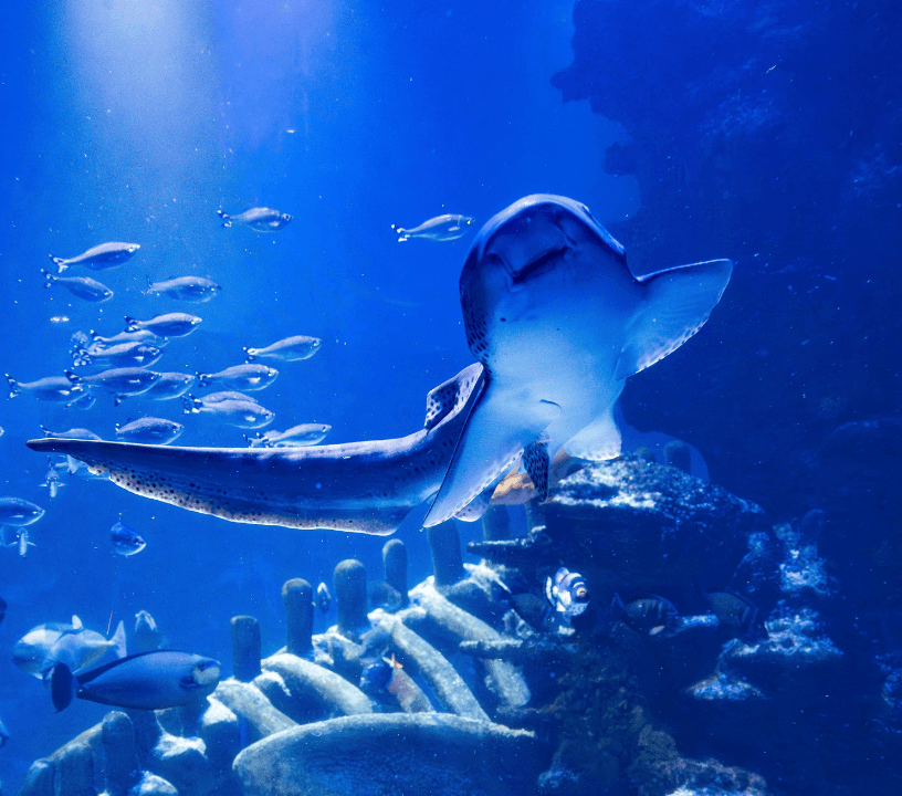 SEA LIFE London Aquarium: Standard Admission Tickets — gallery 3