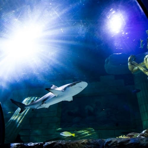 SEA LIFE Porto: Entry Ticket — gallery 2