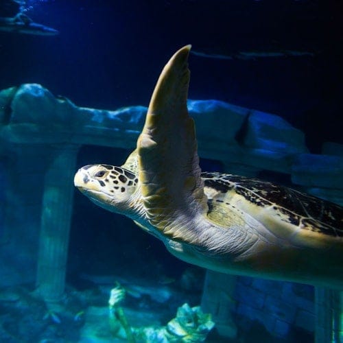 SEA LIFE Porto: Entry Ticket