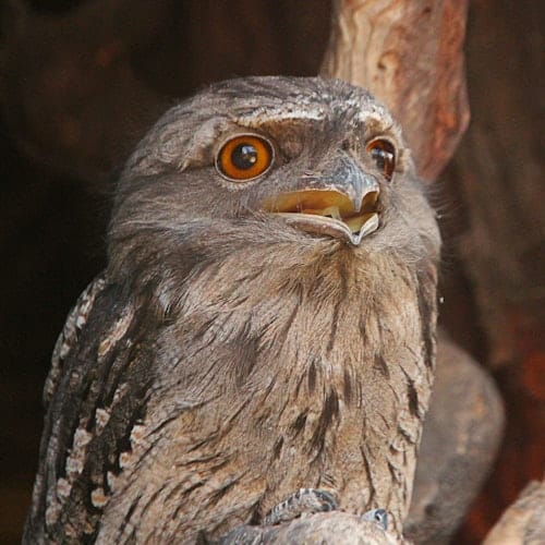 Bonorong Wildlife Sanctuary: Entry Ticket — portrait