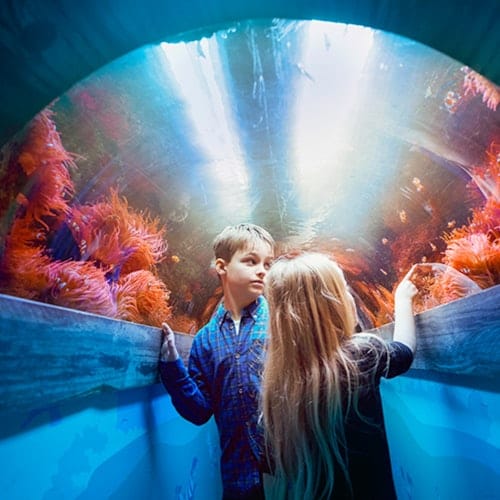 SEA LIFE Brighton: Standard Ticket — gallery 2