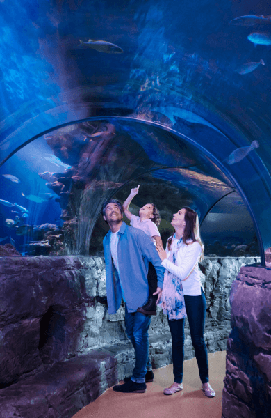 SEA LIFE London Aquarium: Standard Admission Tickets — portrait