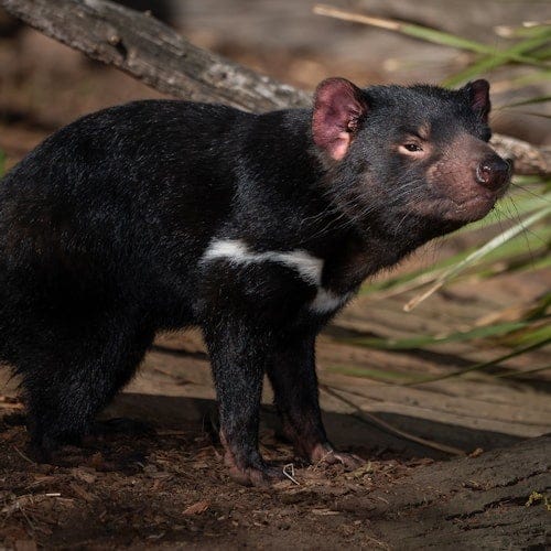 Bonorong Wildlife Sanctuary: Entry Ticket — gallery 3