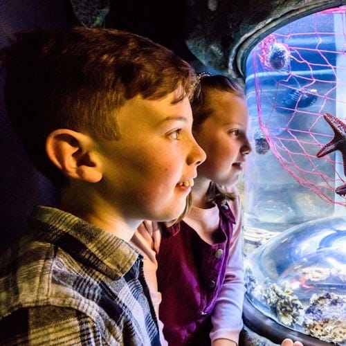 SEA LIFE Brighton: Standard Ticket