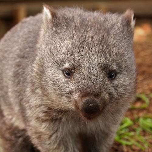 Bonorong Wildlife Sanctuary: Entry Ticket — gallery 4