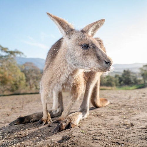 Bonorong Wildlife Sanctuary: Entry Ticket — gallery 2