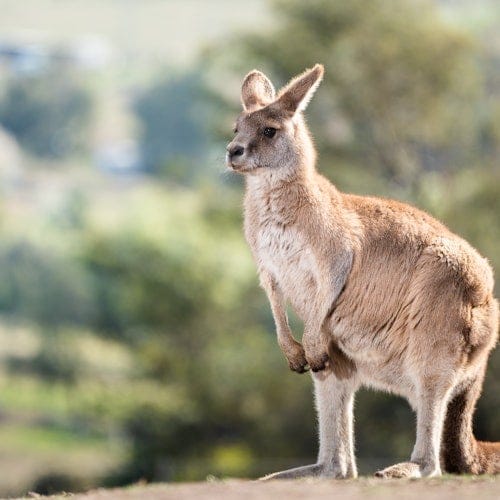 Bonorong Night Tour — gallery 2