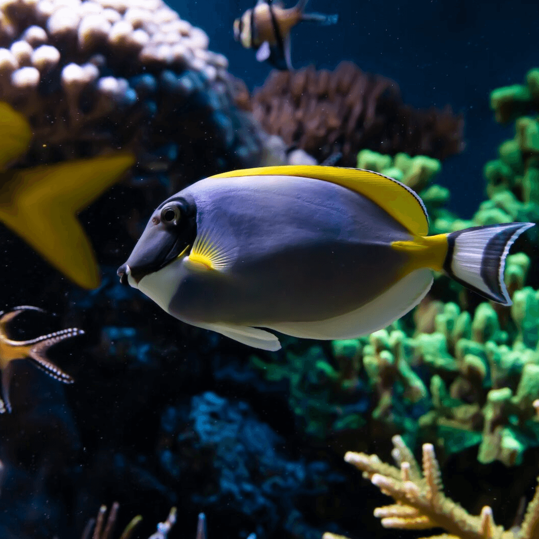 SEA LIFE London Aquarium: Standard Admission Tickets — mobile