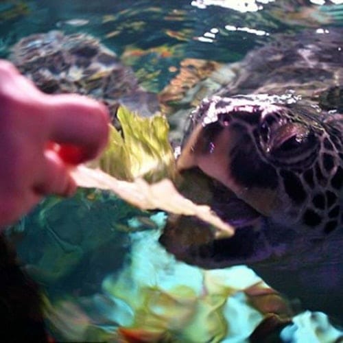 SEA LIFE Manchester: Entry Ticket — gallery 3