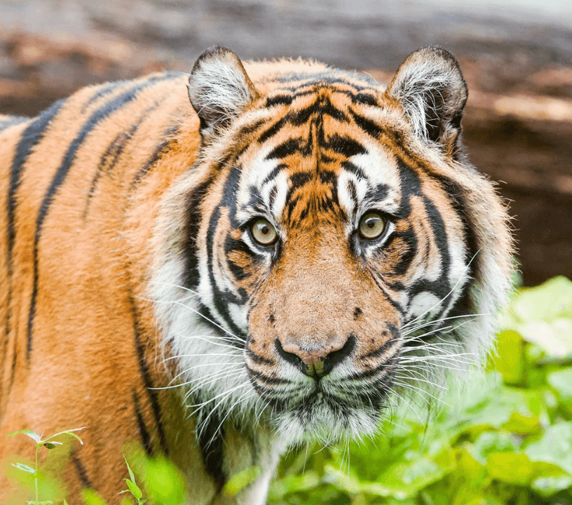 London Zoo Entrance Tickets — gallery 1