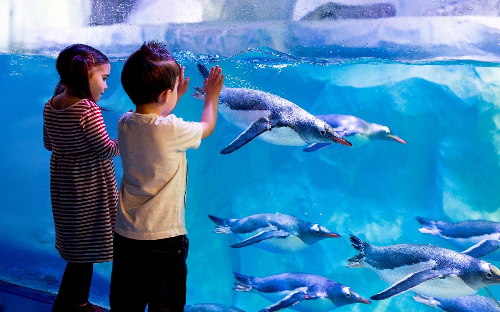 SEA LIFE London Aquarium: Anytime Entry Tickets — landscape