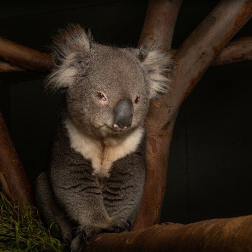 Bonorong Night Tour — gallery 1