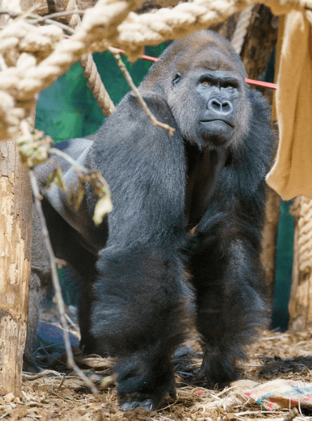 London Zoo tickets