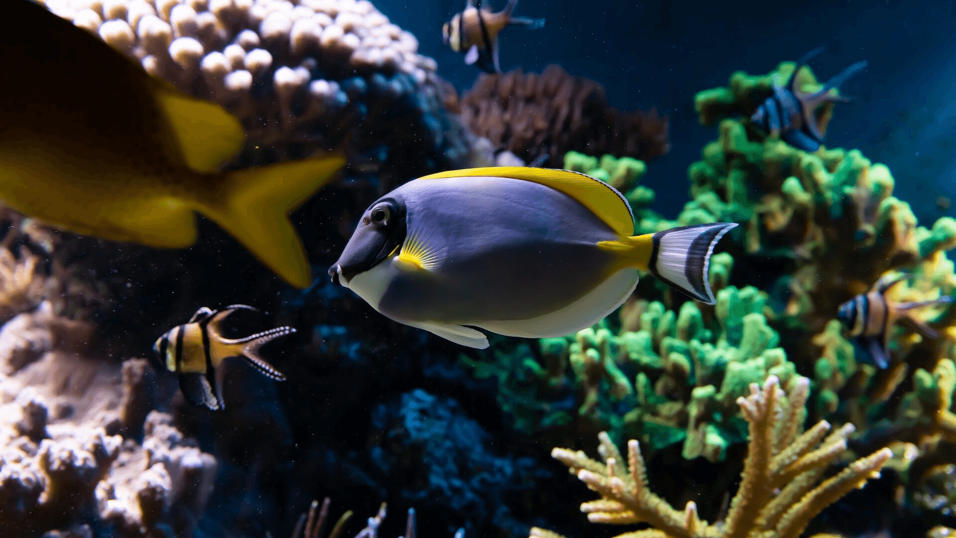 SEA LIFE伦敦海洋馆