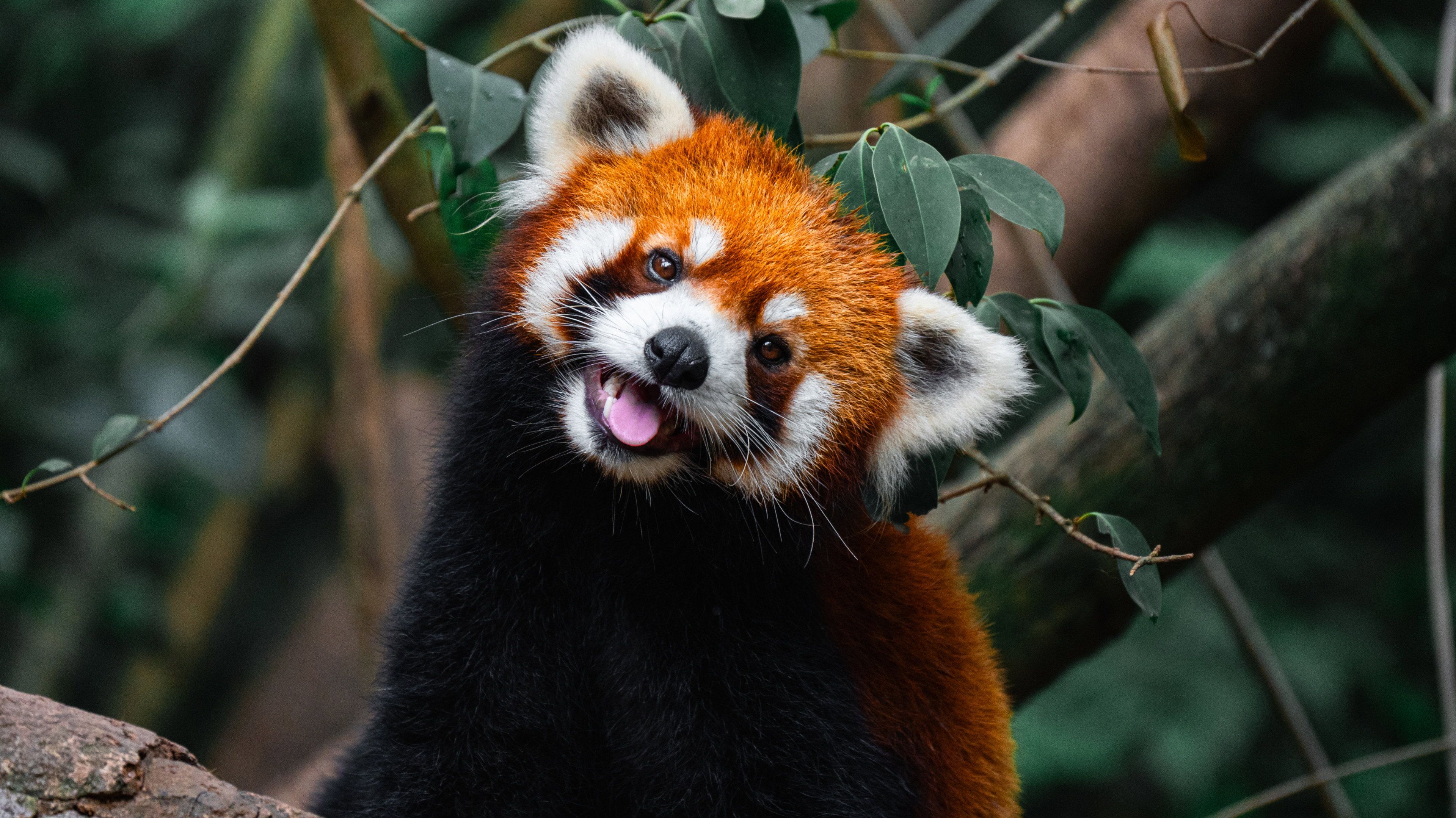 Wild Asia: Life at Extremes (2026) backdrop