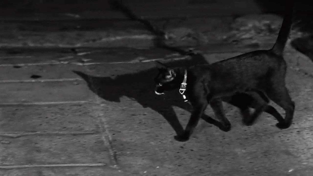 The Fat Black Pussycat (1963) backdrop