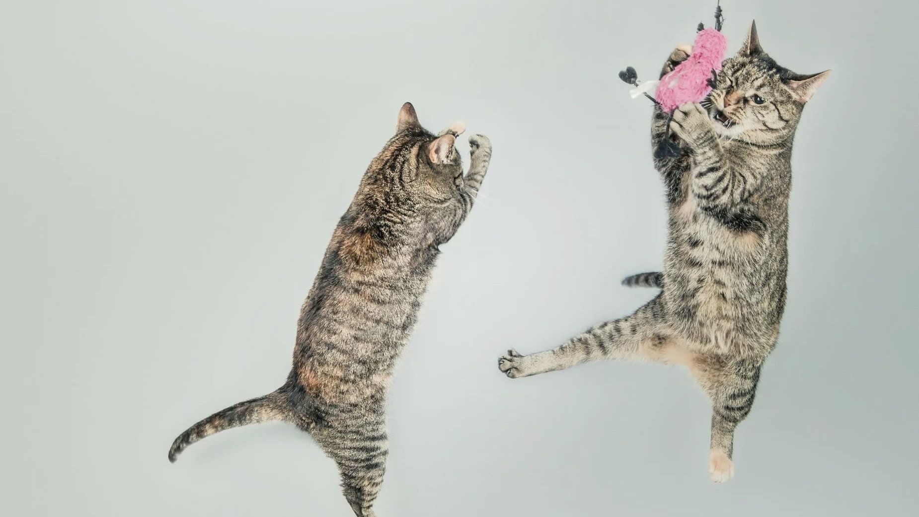 CatVideoFest 2026 (2026) backdrop