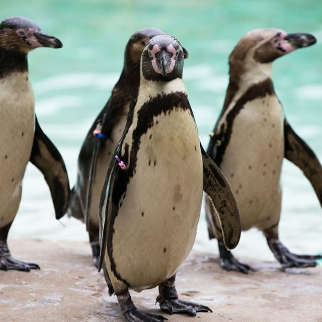 Families watching animals among the historic buildings at London Zoo in Regent's Park